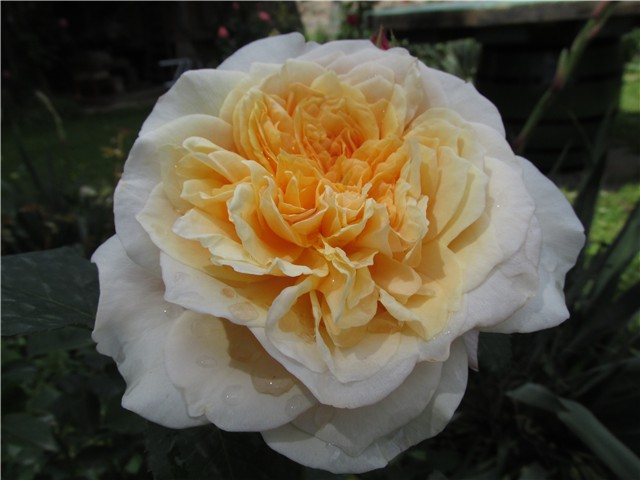 English garden